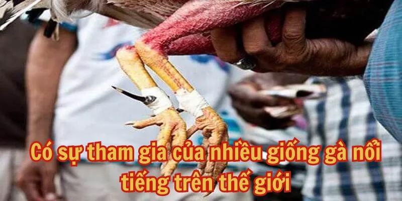 Có sự góp mặt của nhiều giống gà nổi tiếng trên thế giới