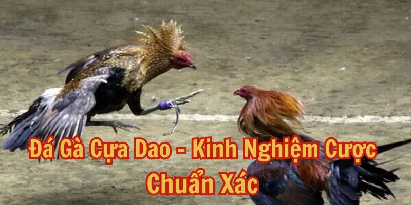 đá gà cựa dao xin88