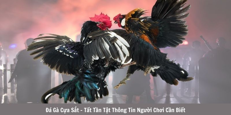 đá gà cựa sắt