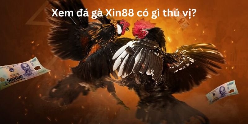 Xem đá gà tại Xin88 thú vị